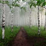 шепотът на брезите/христина панджаридис